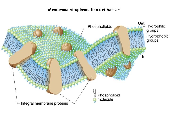 Membrana citoplasmatica dei batteri 