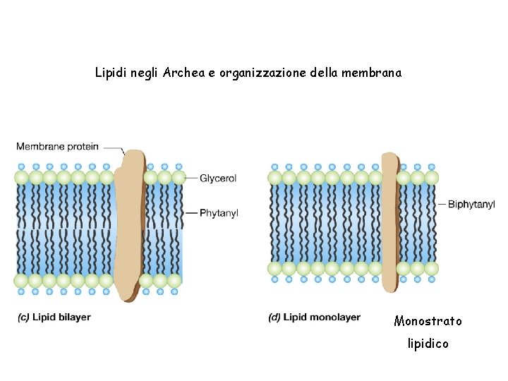 Lipidi negli Archea e organizzazione della membrana Monostrato lipidico 