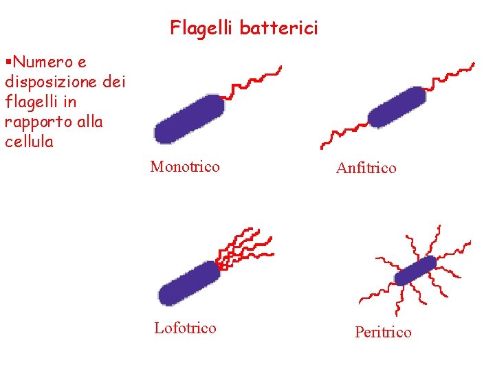 Flagelli batterici §Numero e disposizione dei flagelli in rapporto alla cellula Monotrico Lofotrico Anfitrico