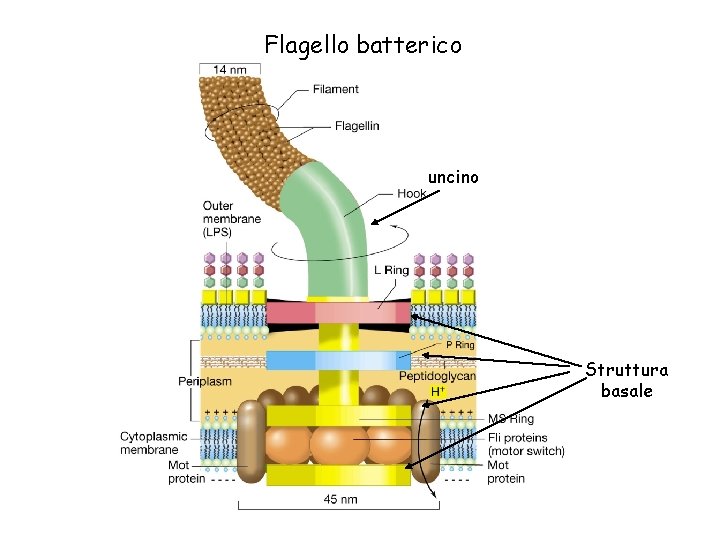 Flagello batterico uncino Struttura basale 