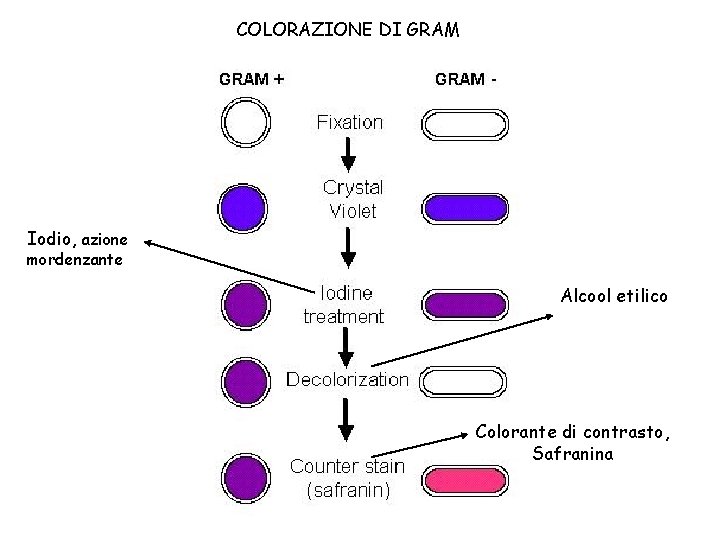 COLORAZIONE DI GRAM Iodio, azione mordenzante Alcool etilico Colorante di contrasto, Safranina 