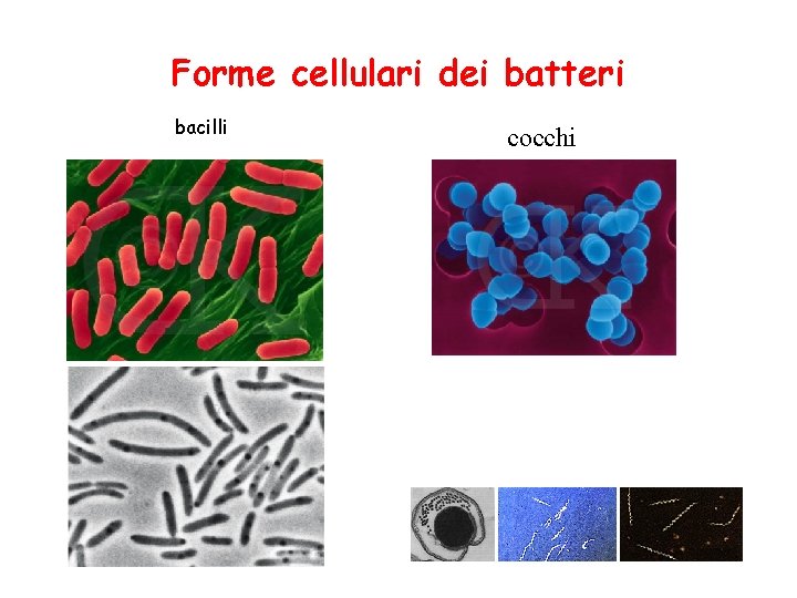 Forme cellulari dei batteri bacilli cocchi spirilli 