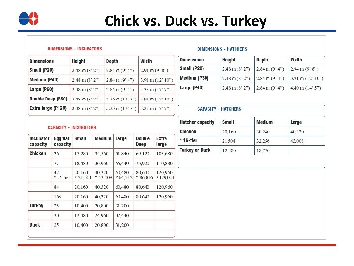 Chick vs. Duck vs. Turkey 
