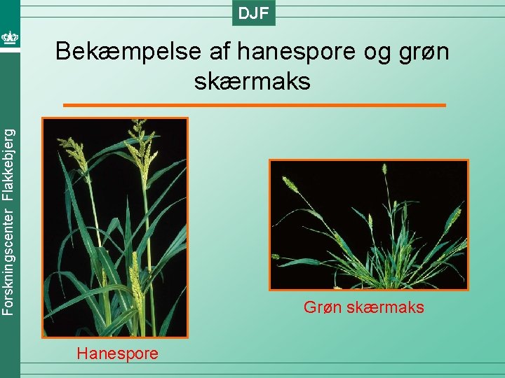 DJF Forskningscenter Flakkebjerg Bekæmpelse af hanespore og grøn skærmaks Grøn skærmaks Hanespore 