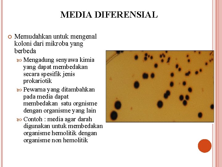 MEDIA DIFERENSIAL Memudahkan untuk mengenal koloni dari mikroba yang berbeda Mengadung senyawa kimia yang