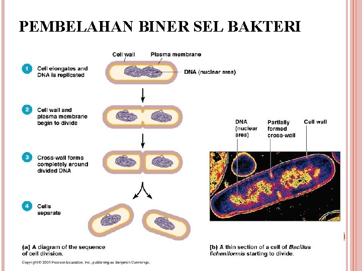 PEMBELAHAN BINER SEL BAKTERI 