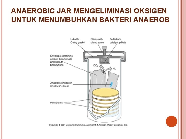 ANAEROBIC JAR MENGELIMINASI OKSIGEN UNTUK MENUMBUHKAN BAKTERI ANAEROB 