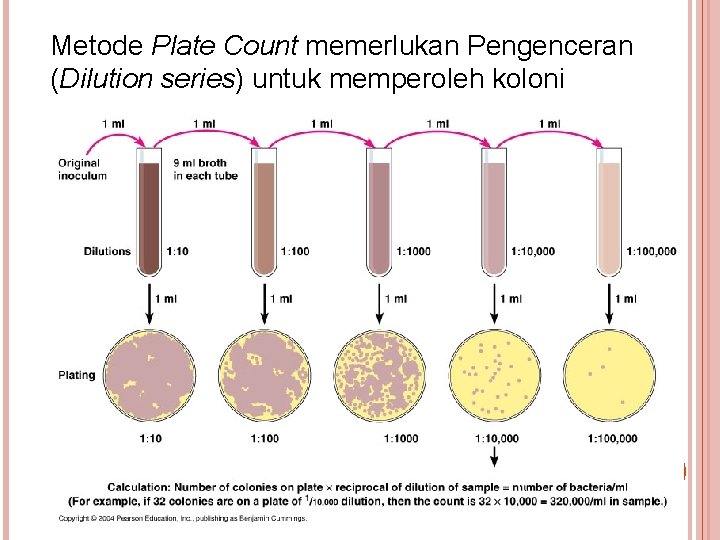 Metode Plate Count memerlukan Pengenceran (Dilution series) untuk memperoleh koloni 