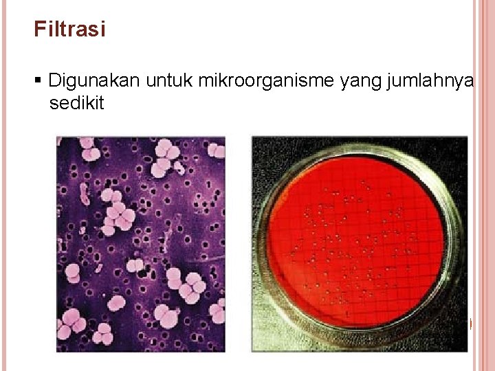 Filtrasi § Digunakan untuk mikroorganisme yang jumlahnya sedikit 