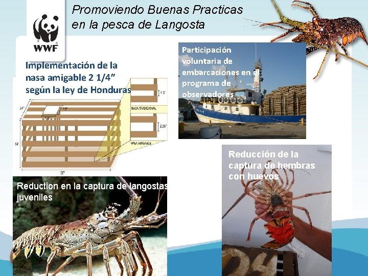 Promoviendo Buenas Practicas en la pesca de Langosta Implementación de la nasa amigable 2