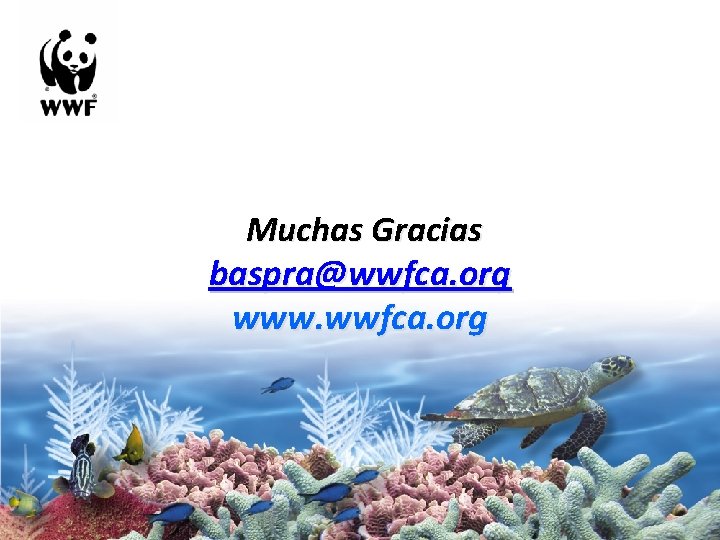 Muchas Gracias baspra@wwfca. org www. wwfca. org 