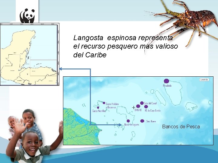 Langosta espinosa representa el recurso pesquero mas valioso del Caribe Bancos de Pesca 