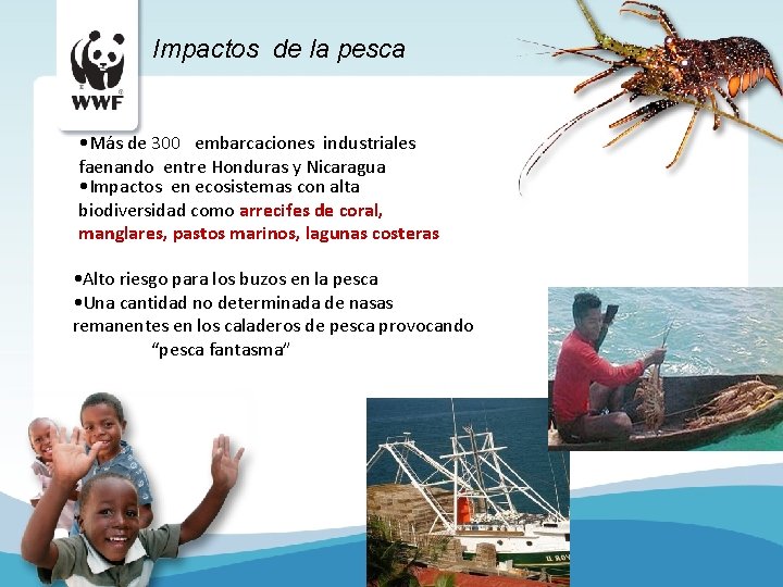 Impactos de la pesca • Más de 300 embarcaciones industriales faenando entre Honduras y