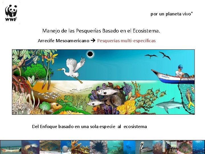 por un planeta vivo® Manejo de las Pesquerías Basado en el Ecosistema. Arrecife Mesoamericano