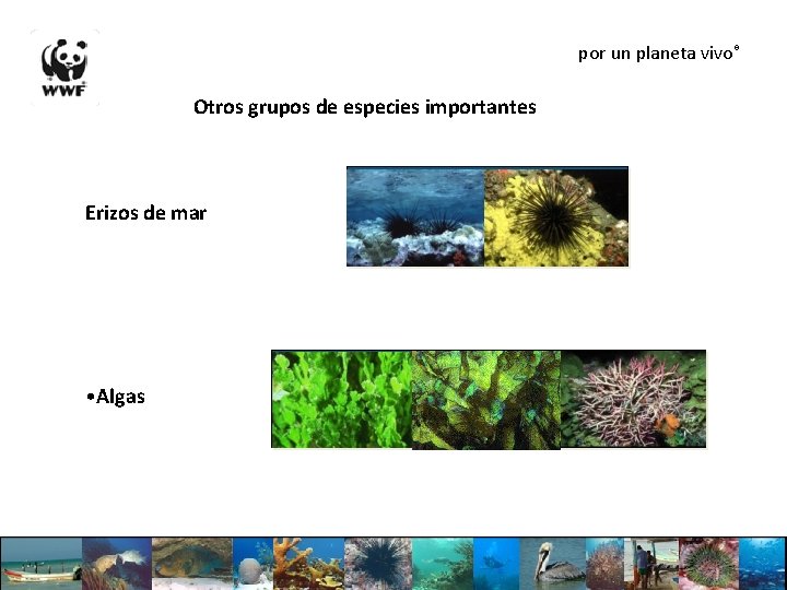 por un planeta vivo® Otros grupos de especies importantes Erizos de mar • Algas