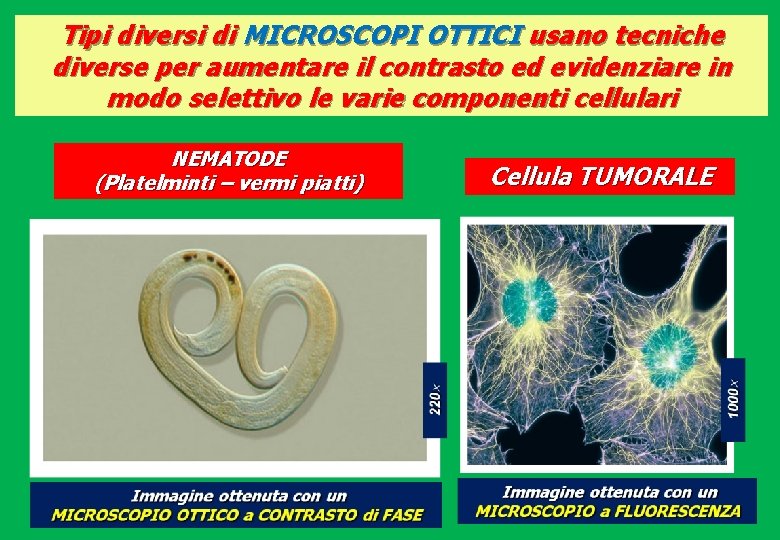 Tipi diversi di MICROSCOPI OTTICI usano tecniche diverse per aumentare il contrasto ed evidenziare