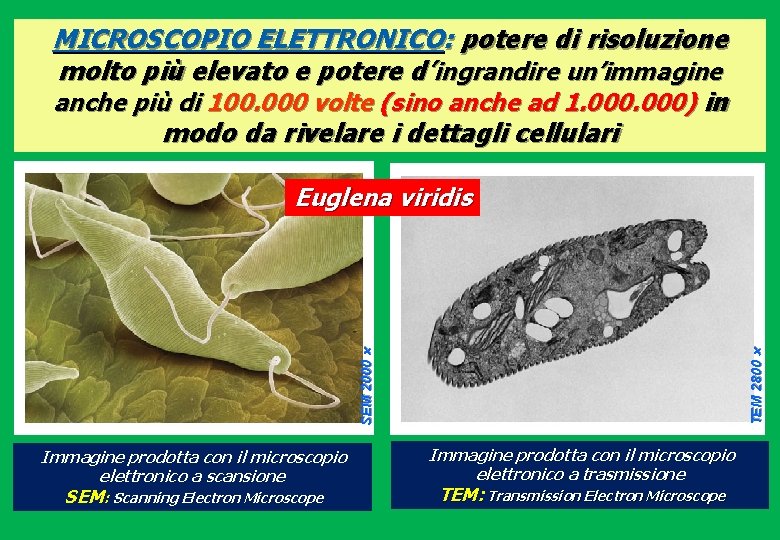 MICROSCOPIO ELETTRONICO: potere di risoluzione molto più elevato e potere d’ingrandire un’immagine anche più