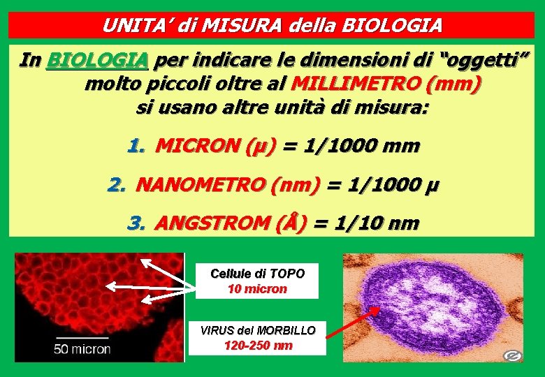 UNITA’ di MISURA della BIOLOGIA In BIOLOGIA per indicare le dimensioni di “oggetti” molto