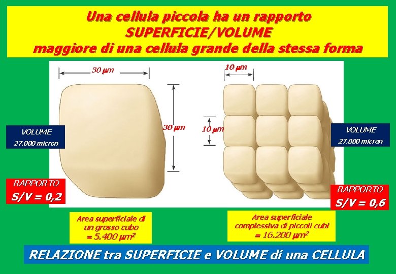 Una cellula piccola ha un rapporto SUPERFICIE/VOLUME maggiore di una cellula grande della stessa