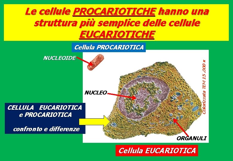 Le cellule PROCARIOTICHE hanno una struttura più semplice delle cellule EUCARIOTICHE Cellula PROCARIOTICA Colorizzata
