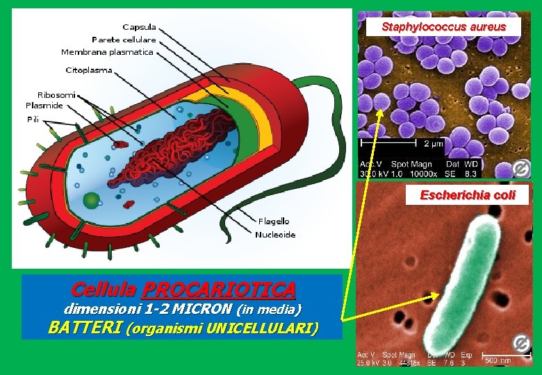 Staphylococcus aureus Escherichia coli Cellula PROCARIOTICA dimensioni 1 -2 MICRON (in media) BATTERI (organismi