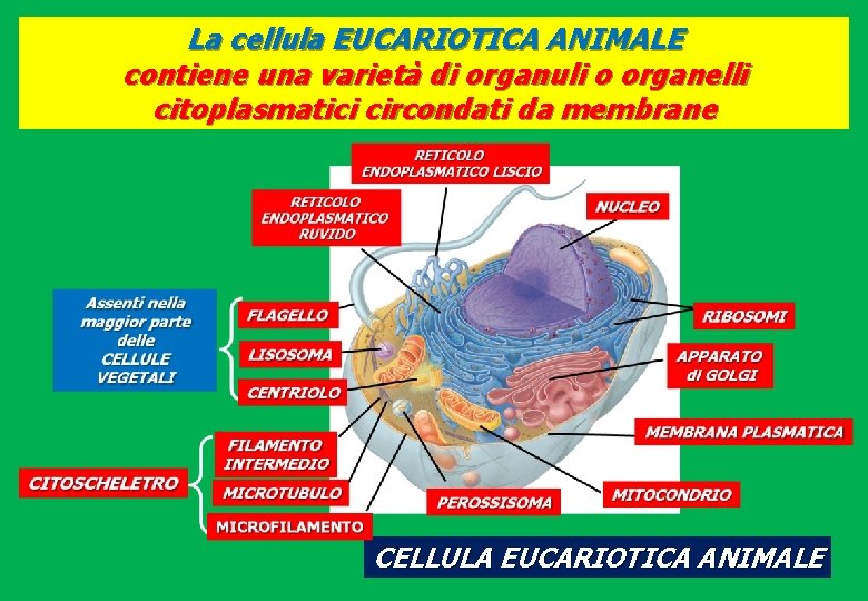 La cellula EUCARIOTICA ANIMALE contiene una varietà di organuli o organelli citoplasmatici circondati da