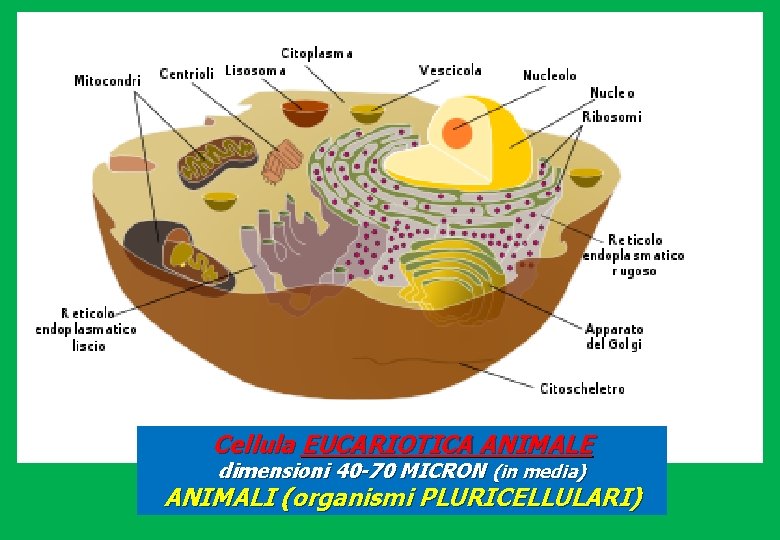 Cellula EUCARIOTICA ANIMALE dimensioni 40 -70 MICRON (in media) ANIMALI (organismi PLURICELLULARI) 