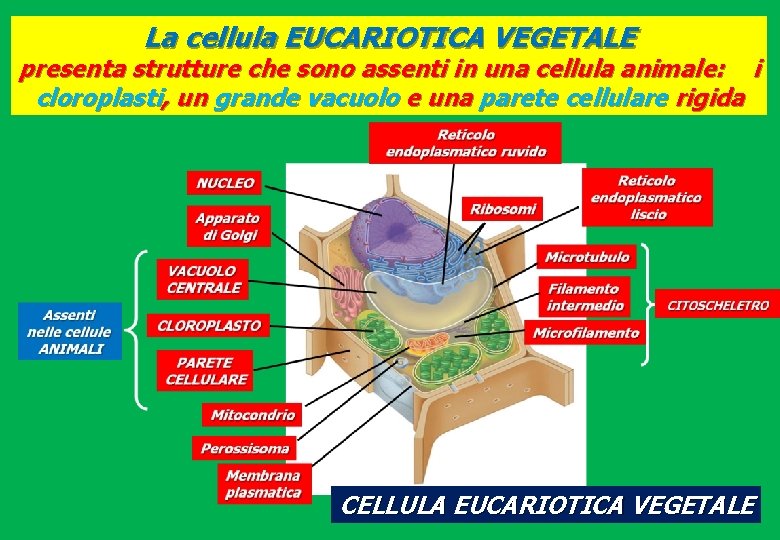 La cellula EUCARIOTICA VEGETALE presenta strutture che sono assenti in una cellula animale: i