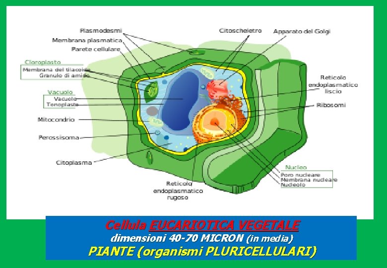 Cellula EUCARIOTICA VEGETALE dimensioni 40 -70 MICRON (in media) PIANTE (organismi PLURICELLULARI) 