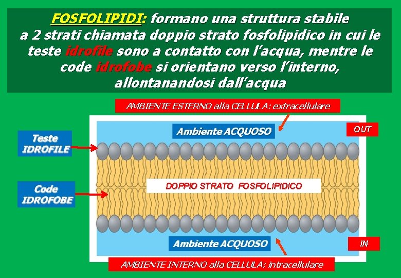 FOSFOLIPIDI: formano una struttura stabile a 2 strati chiamata doppio strato fosfolipidico in cui