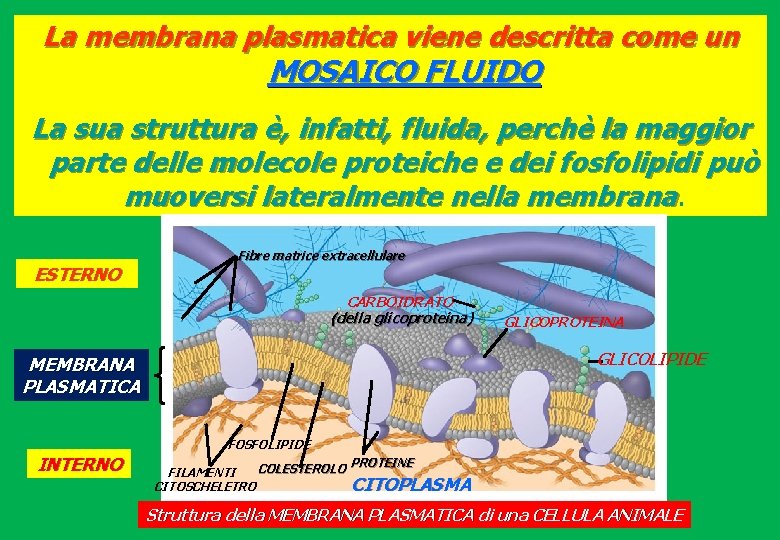 La membrana plasmatica viene descritta come un MOSAICO FLUIDO La sua struttura è, infatti,