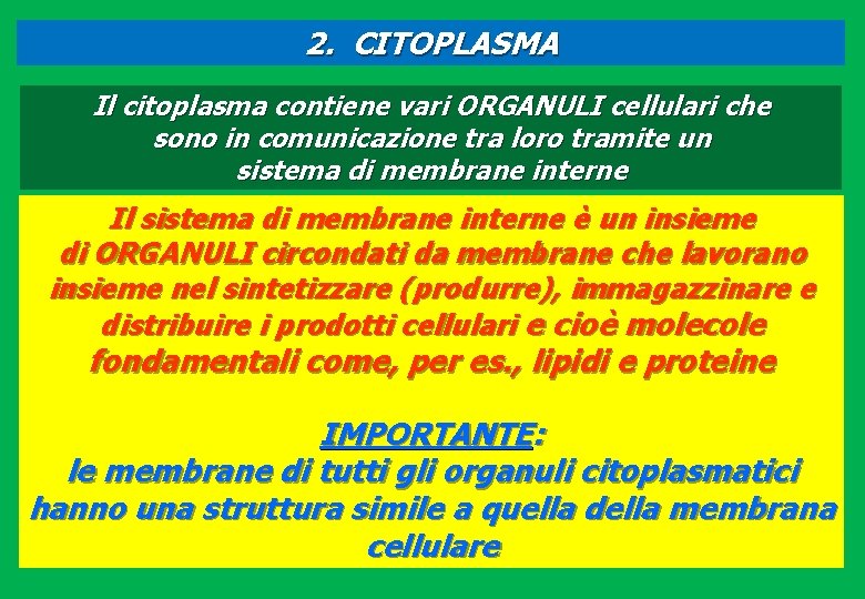 2. CITOPLASMA Il citoplasma contiene vari ORGANULI cellulari che sono in comunicazione tra loro