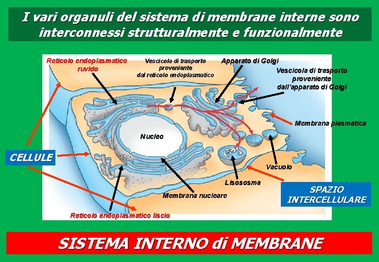 I vari organuli del sistema di membrane interne sono interconnessi strutturalmente e funzionalmente Reticolo