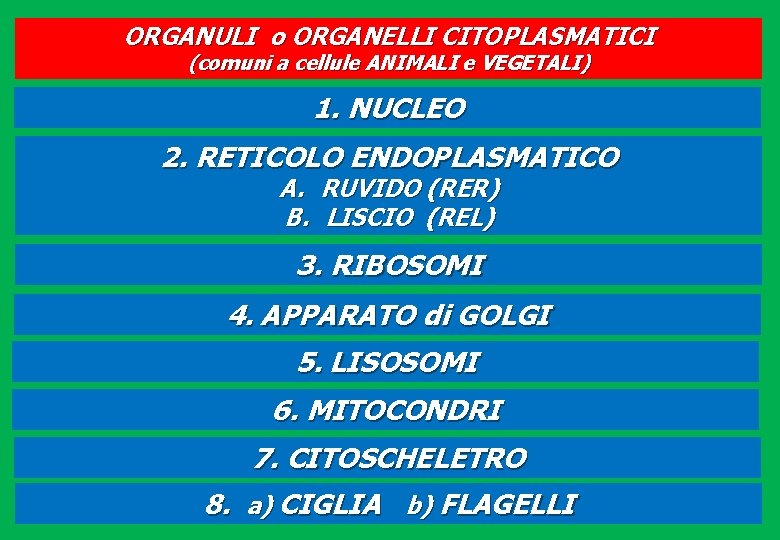 ORGANULI o ORGANELLI CITOPLASMATICI (comuni a cellule ANIMALI e VEGETALI) 1. NUCLEO 2. RETICOLO