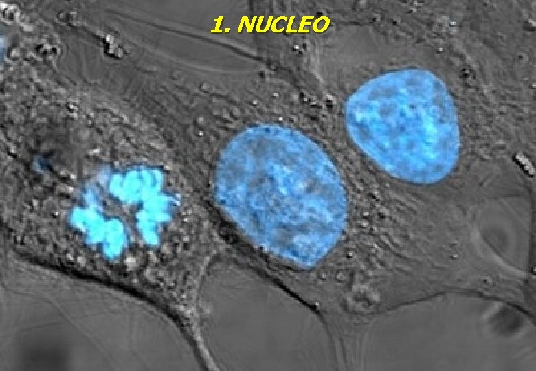 1. NUCLEO 