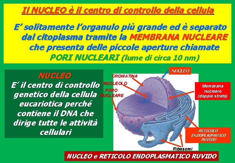 Il NUCLEO è il centro di controllo della cellula E’ solitamente l’organulo più grande