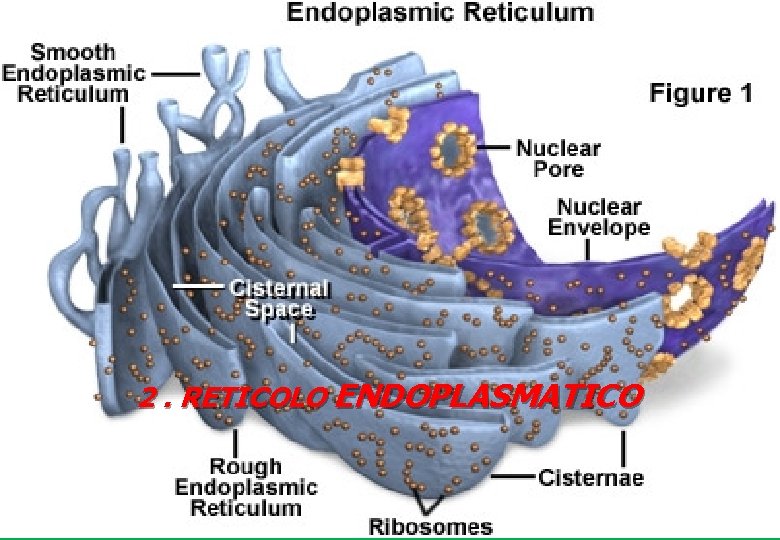 2. RETICOLO ENDOPLASMATICO 