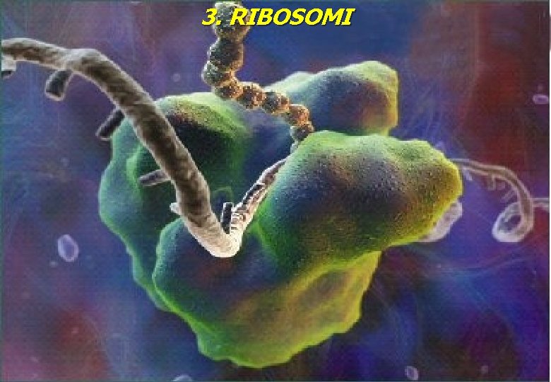 3. RIBOSOMI 