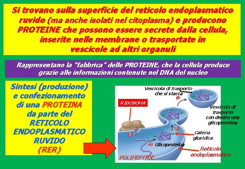 Si trovano sulla superficie del reticolo endoplasmatico ruvido (ma anche isolati nel citoplasma) e