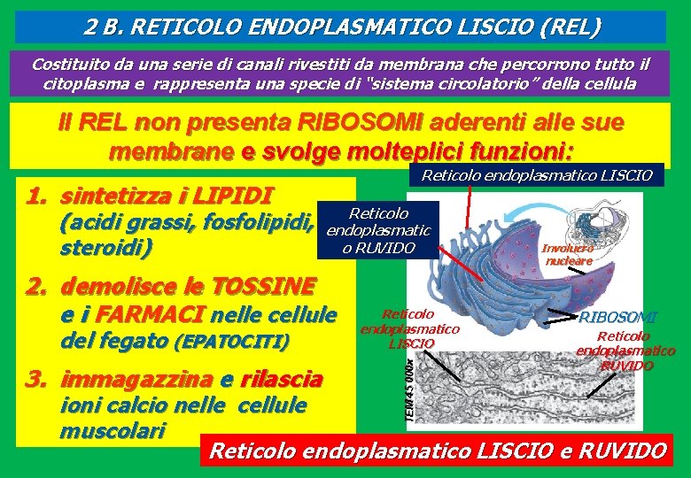 2 B. RETICOLO ENDOPLASMATICO LISCIO (REL) Costituito da una serie di canali rivestiti da