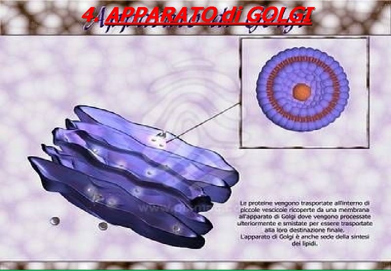 4. APPARATO di GOLGI 