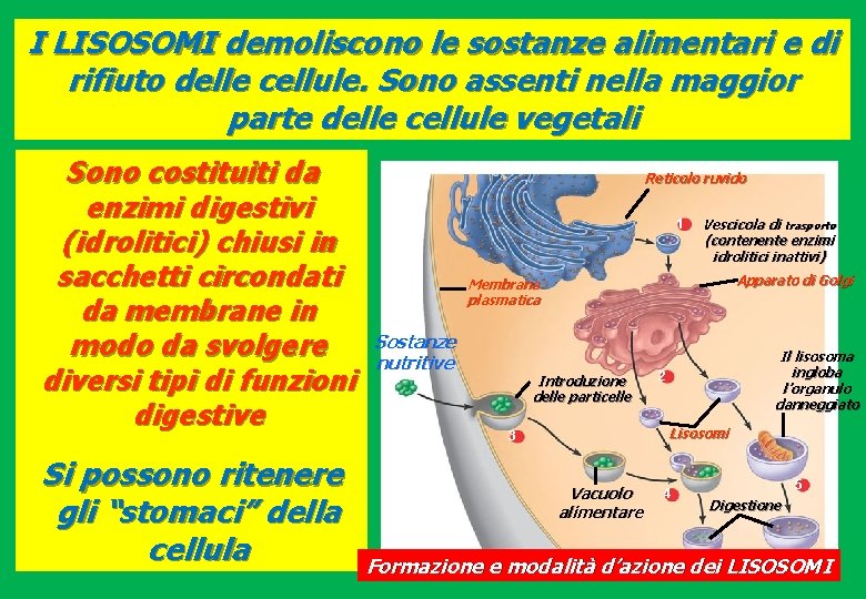 I LISOSOMI demoliscono le sostanze alimentari e di rifiuto delle cellule. Sono assenti nella