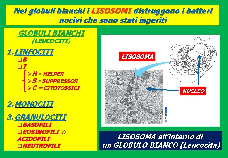 Nei globuli bianchi i LISOSOMI distruggono i batteri nocivi che sono stati ingeriti GLOBULI