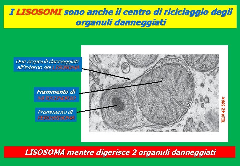 I LISOSOMI sono anche il centro di riciclaggio degli organuli danneggiati Due organuli danneggiati