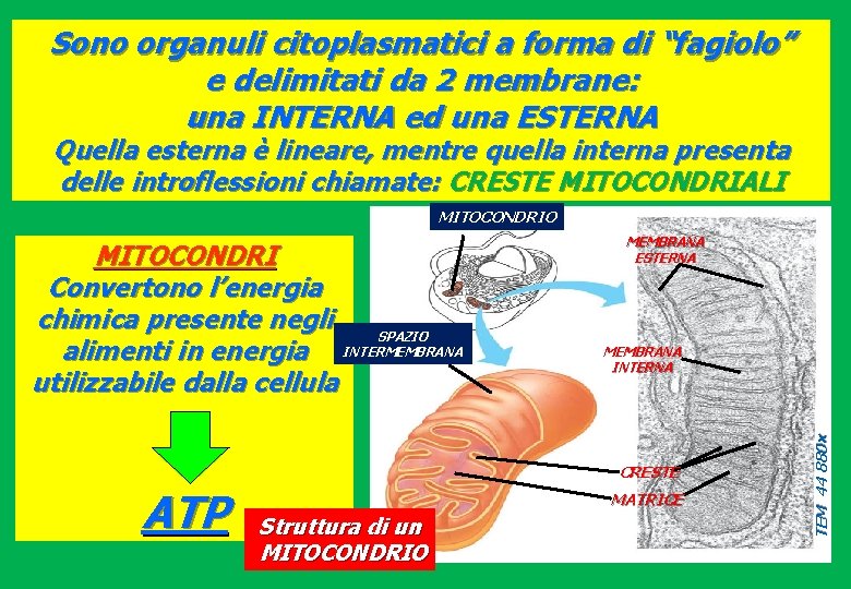 Sono organuli citoplasmatici a forma di “fagiolo” e delimitati da 2 membrane: una INTERNA