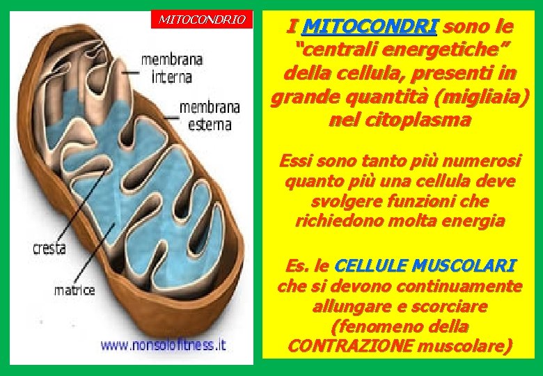 MITOCONDRIO I MITOCONDRI sono le “centrali energetiche” della cellula, presenti in grande quantità (migliaia)