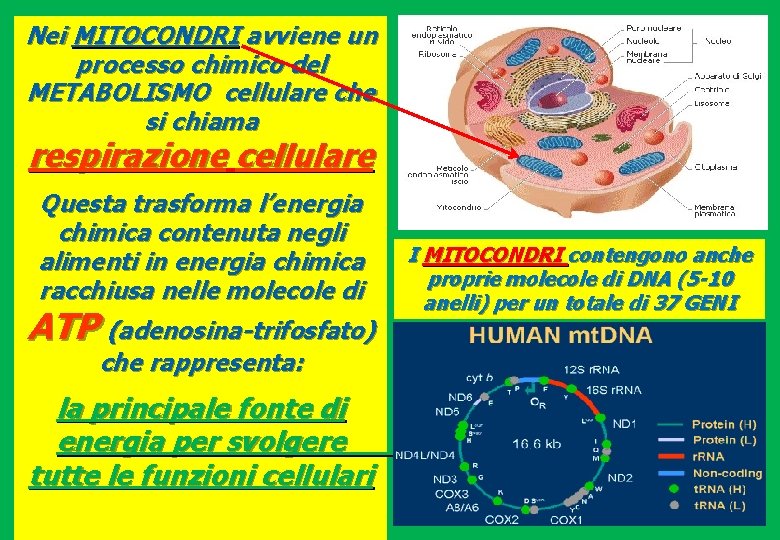 Nei MITOCONDRI avviene un processo chimico del METABOLISMO cellulare che si chiama respirazione cellulare