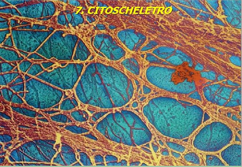 7. CITOSCHELETRO 