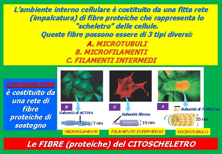 L’ambiente interno cellulare è costituito da una fitta rete (impalcatura) di fibre proteiche rappresenta