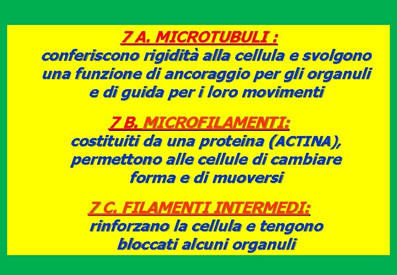 7 A. MICROTUBULI : conferiscono rigidità alla cellula e svolgono una funzione di ancoraggio